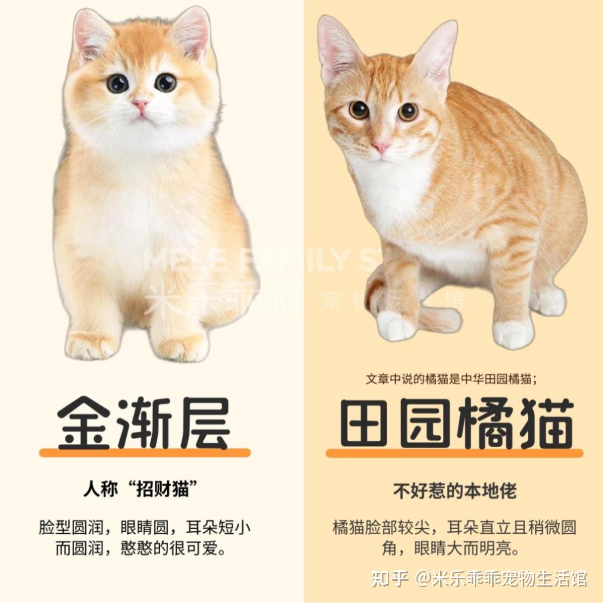 金渐层和橘猫还傻傻分不清?看这5点 - 知乎