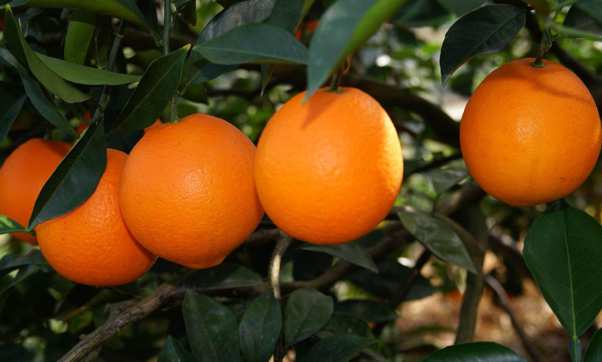 赣南脐橙多少钱一斤2021年