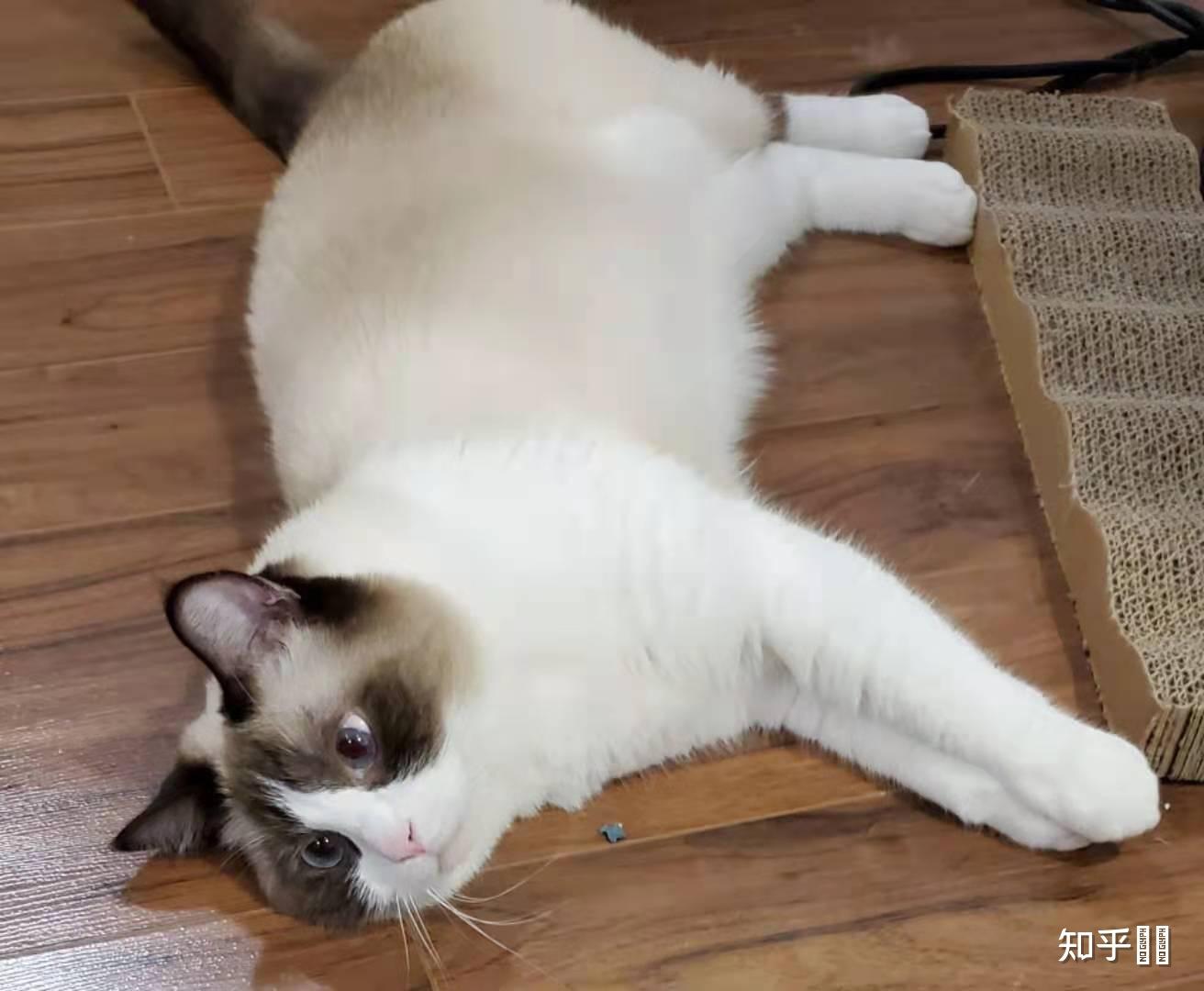 布偶猫和暹罗猫的串串什么样的? - 知乎