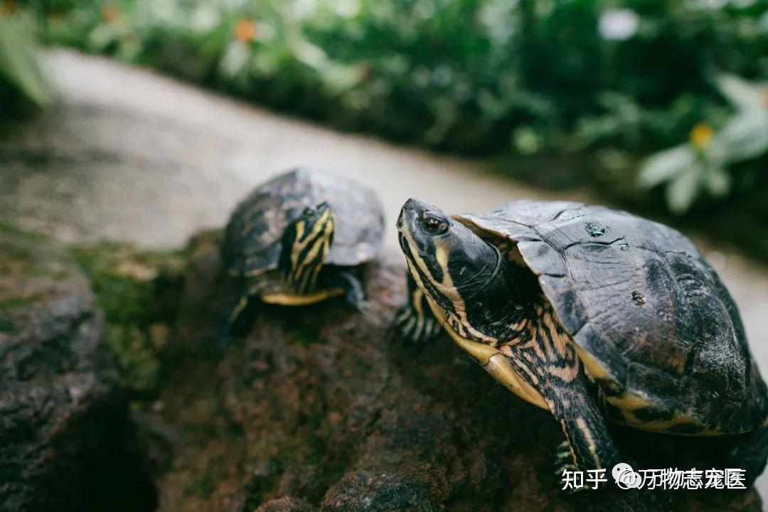 破碎的龟壳如何修复-家中基础救助指南 - 知乎