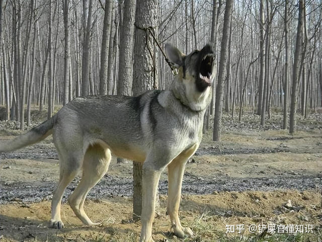 为什么那么完美的“狼青犬”没什么人养?这几点很现实! - 知乎