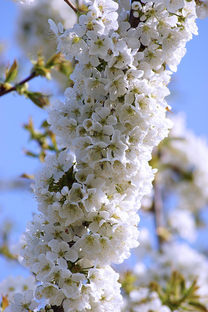 无花果树多少钱一棵