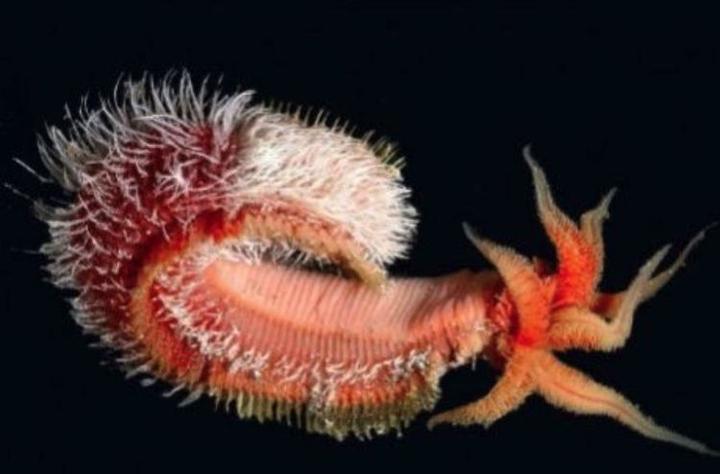 神秘庞贝蠕虫:火山成游泳池,科学家无法解释的耐热能力