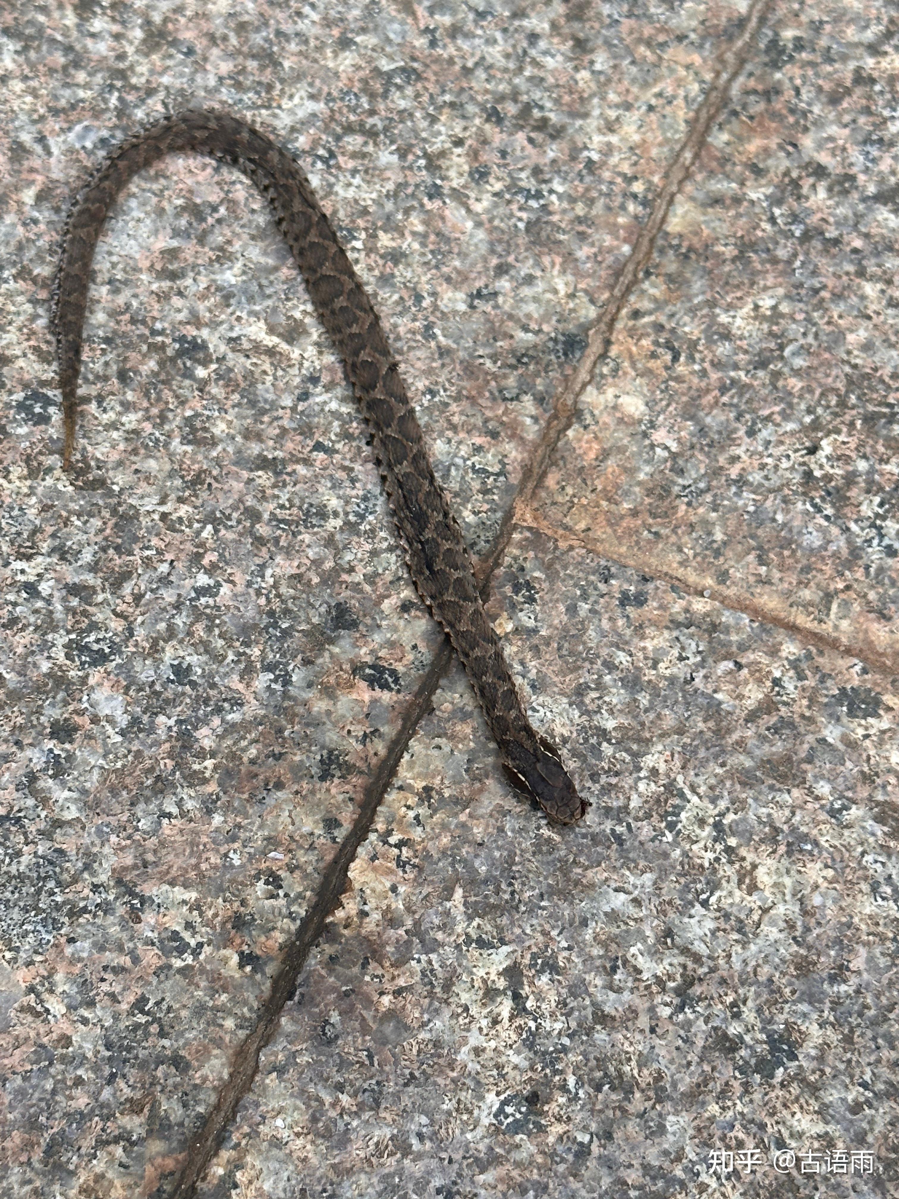 这条蛇在我家田埂发现的有毒吗