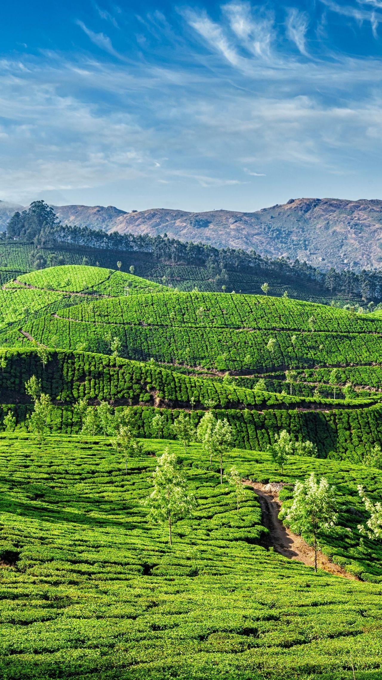 有哪些让你一眼万年的绿色系壁纸?