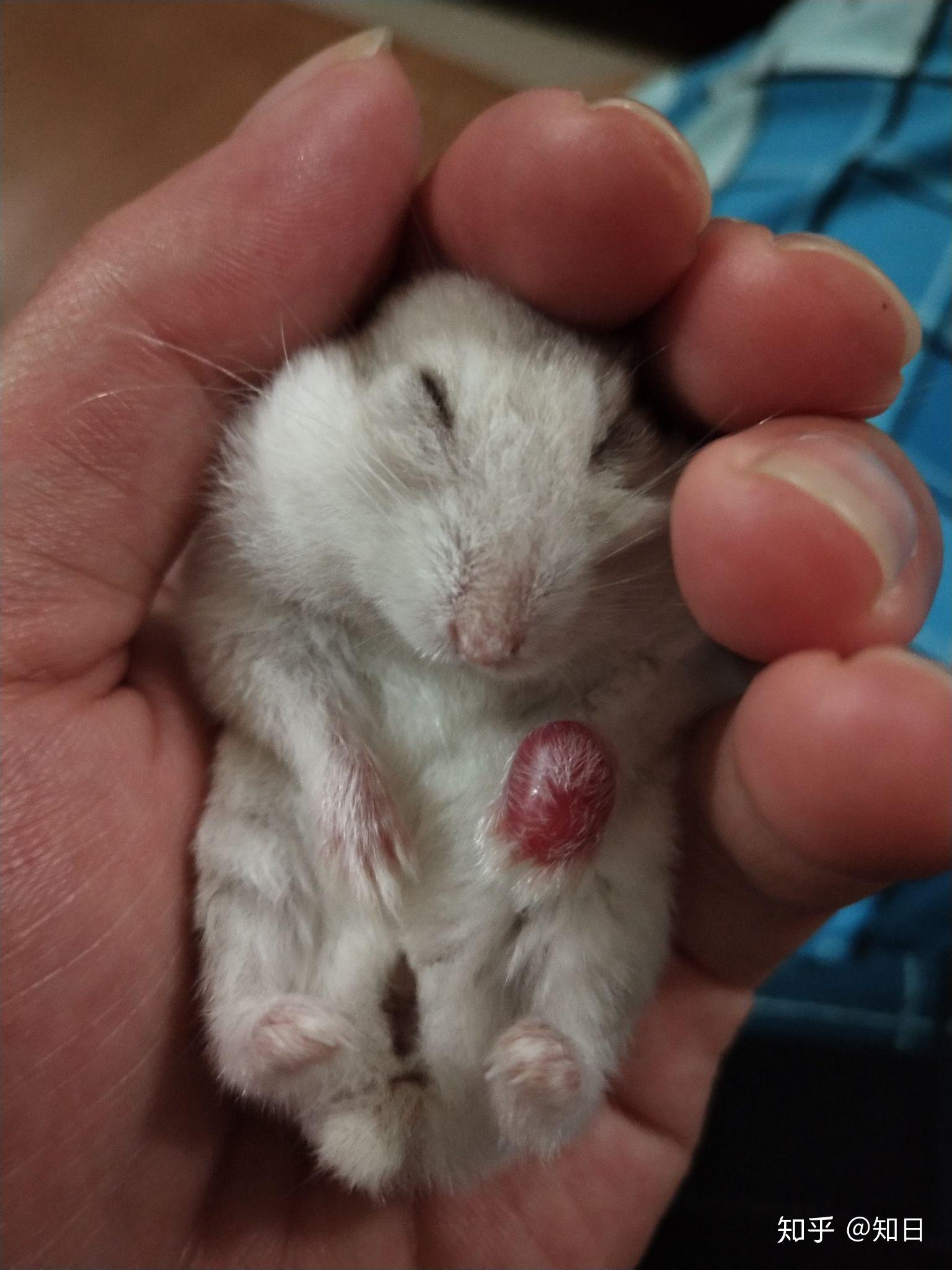 第一次提问紧急求问仓鼠的爪子肿了不是外力原因求宠物专家或者有经验