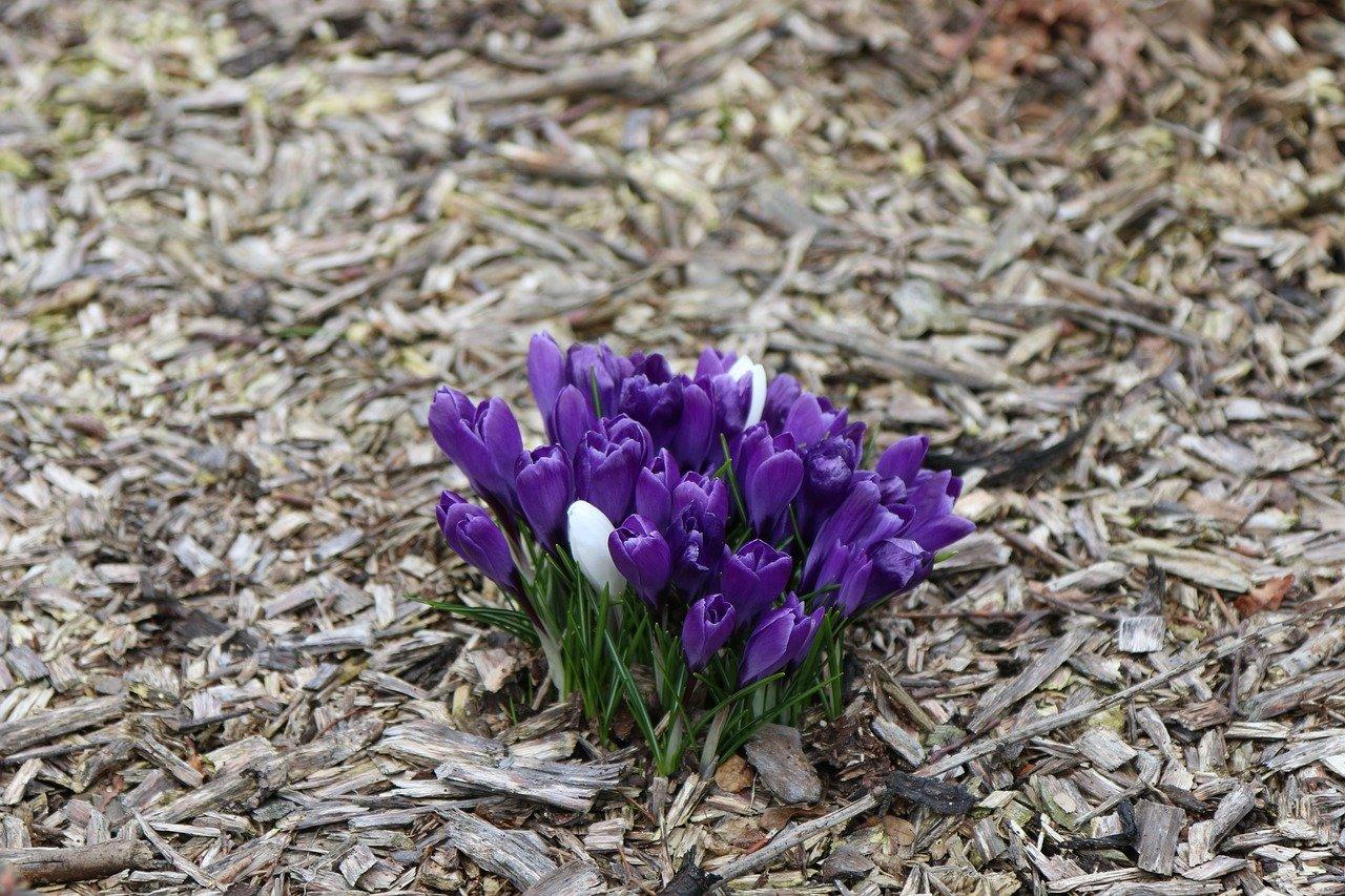 4. 藏红花成本分析