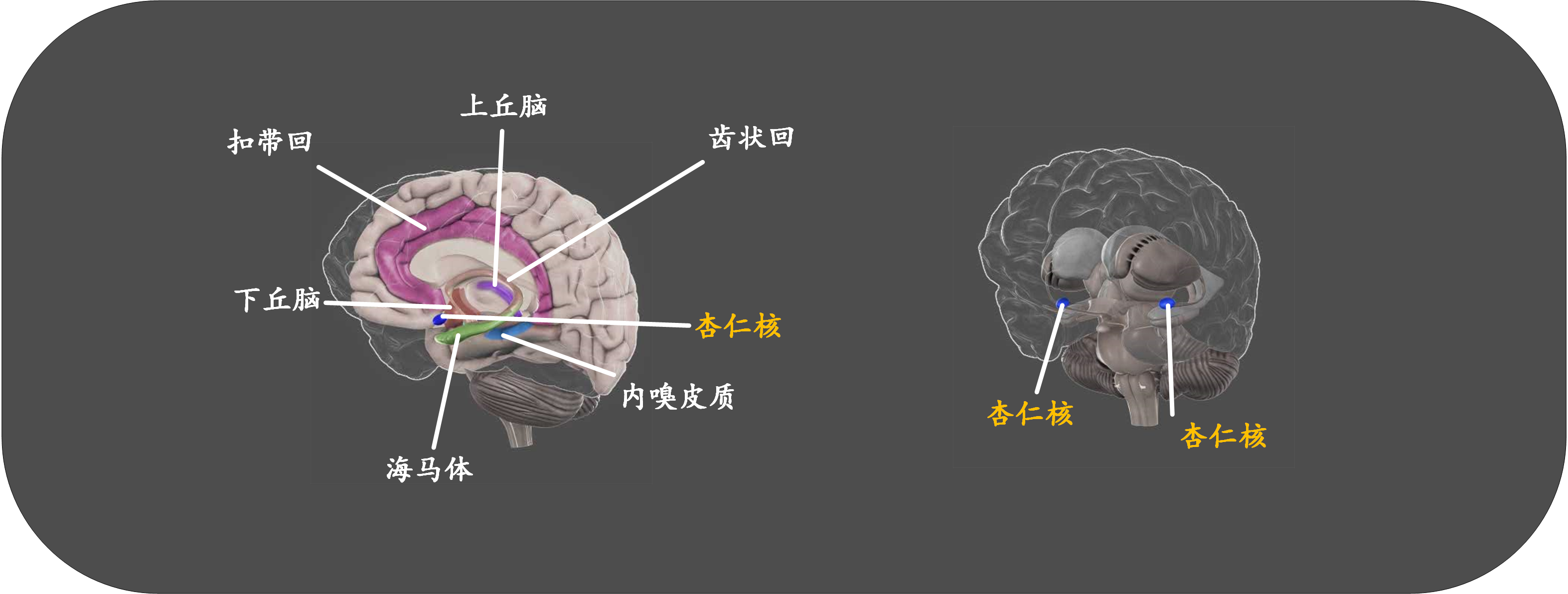 人类大脑那些事儿 - 知乎