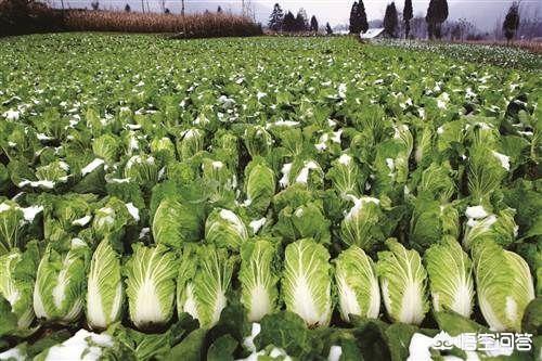 啥时候种白菜呢 v2-fe0fc604518f785fc8e91dde9519c984_1440w.jpg?source=172ae18b