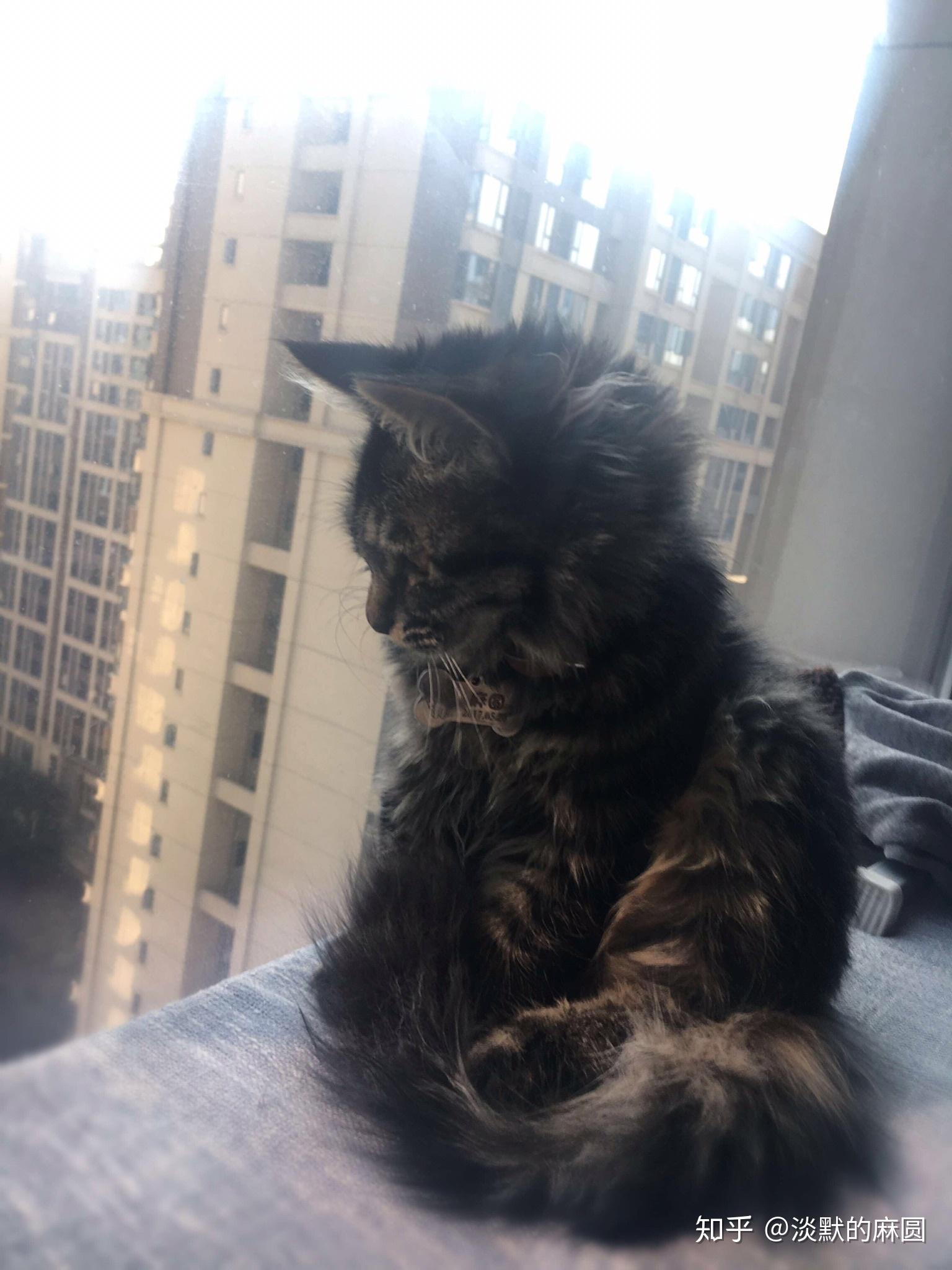 狸花猫黑色条纹太浅怎么办