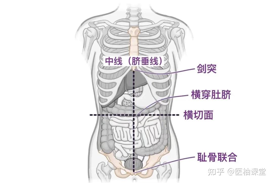 人体解剖学基础:腹部象限、分区和平面 - 知乎