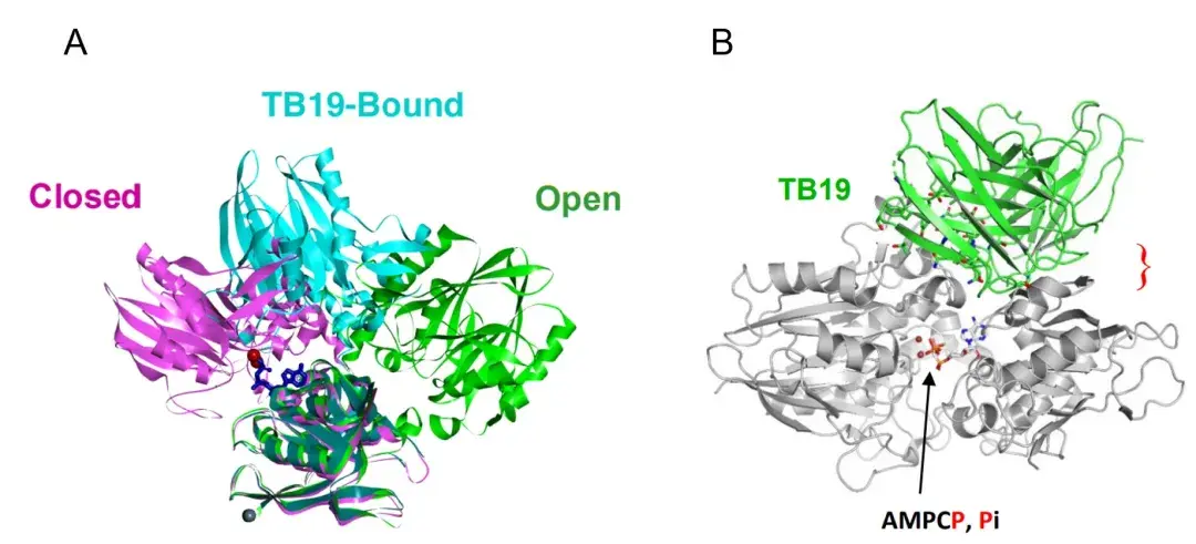CD73抗体入选AACR“TOP12”，冷冻电镜空间表位为best in class提供实锤 - 知乎
