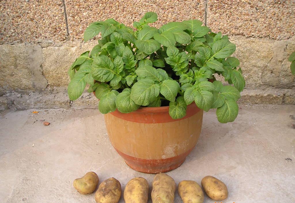 怎么种土豆发芽高 v2-fe5acf41eb7831d3ce03bc167742cbdc_1440w.jpg?source=172ae18b