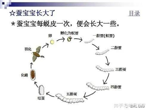 【科普知识】江南千年蚕桑文化寻访 - 知乎