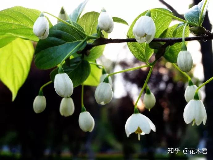 国家Ⅱ级保护濒危珍稀植物：秤锤树 - 知乎