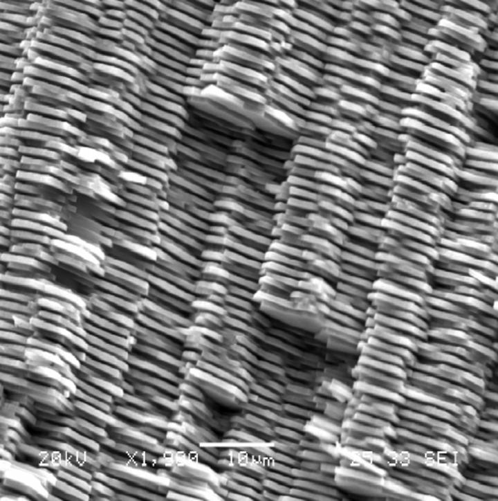 为什么动物进化不出皮甲？