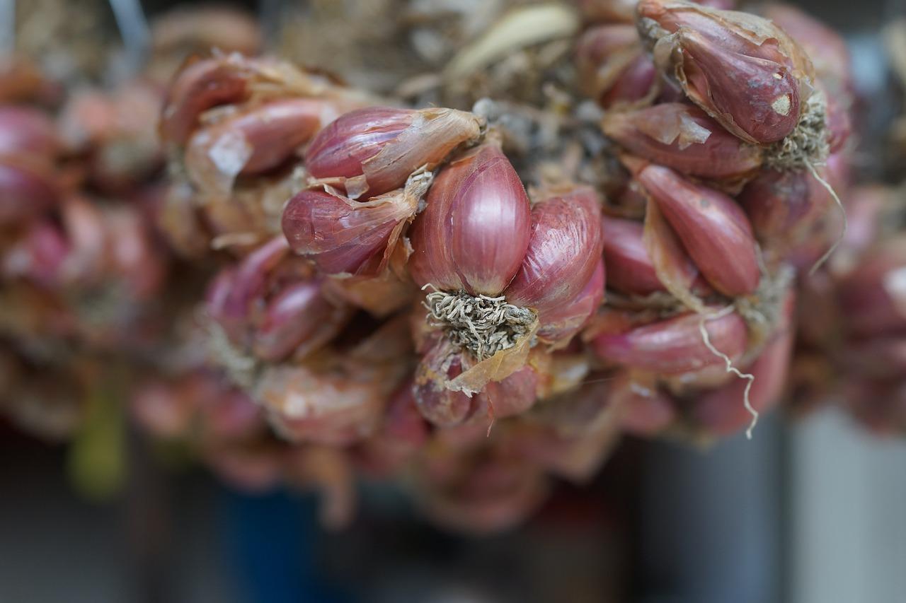 什么是什么时候种葱