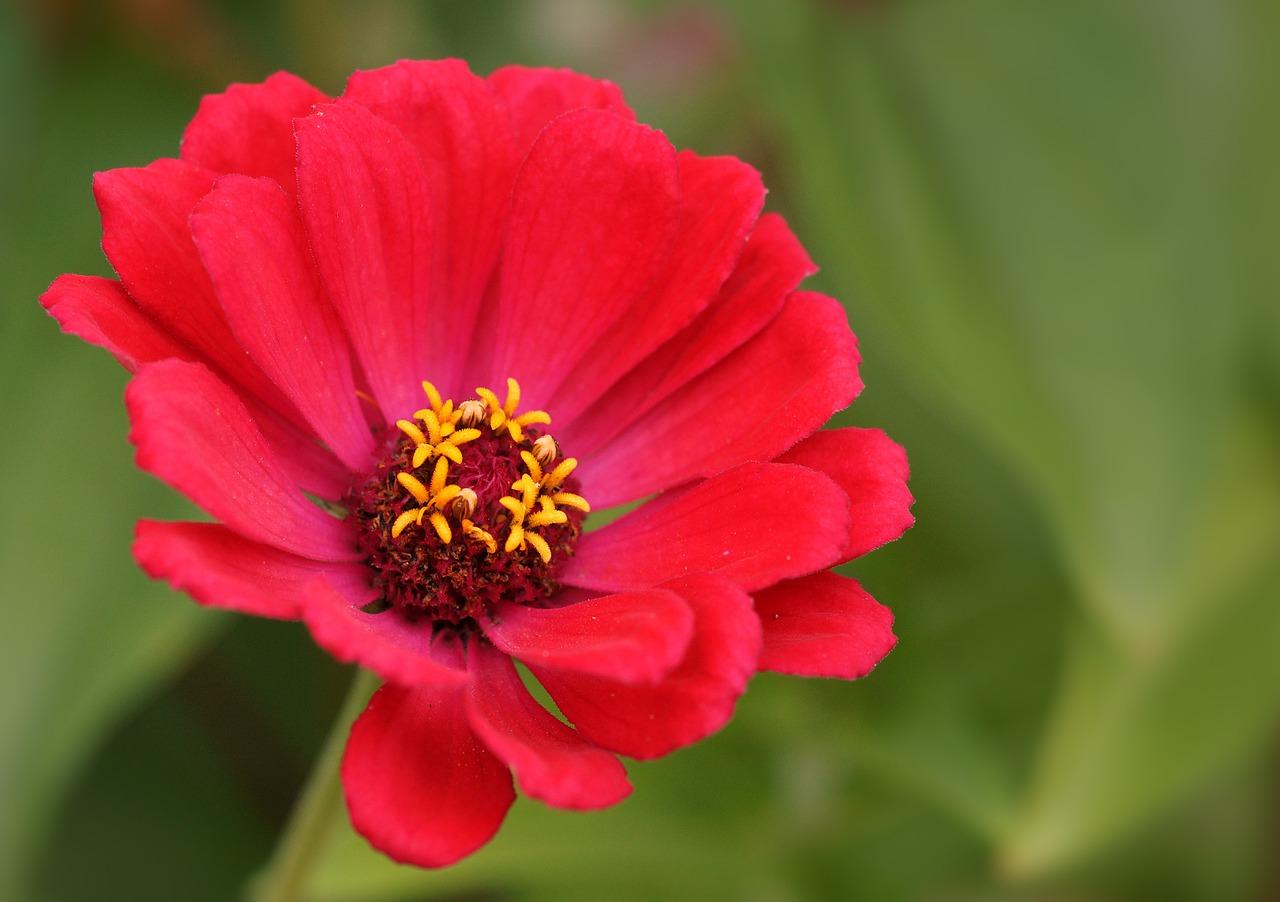 如何叠一朵玫瑰花