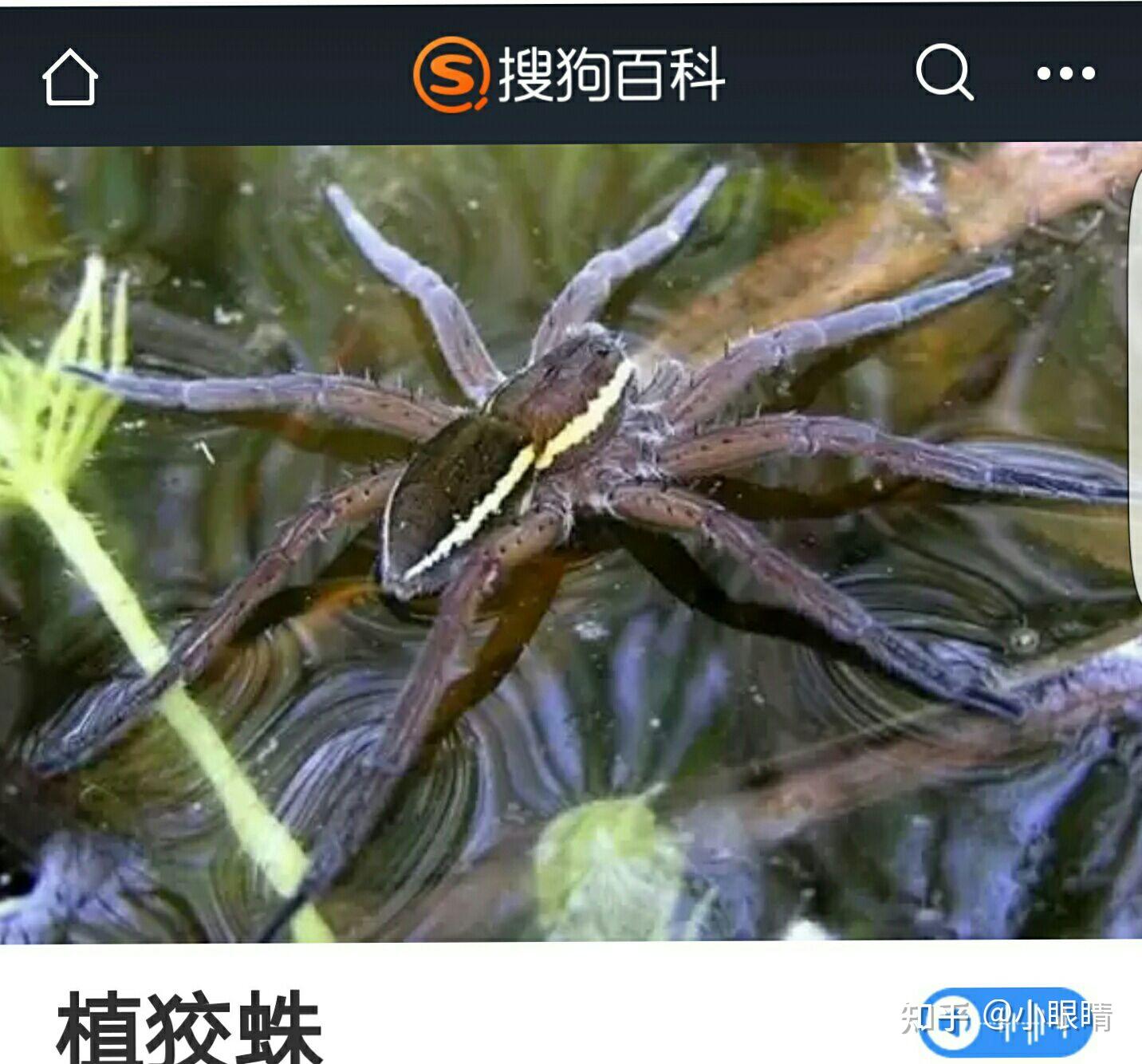 水蜘蛛具备毒性吗? - 知乎