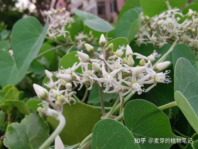 如果你有寻常疣或灰指甲，不要错过鹅绒藤这种植物，它能帮助你 - 知乎