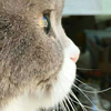 猫咪薇