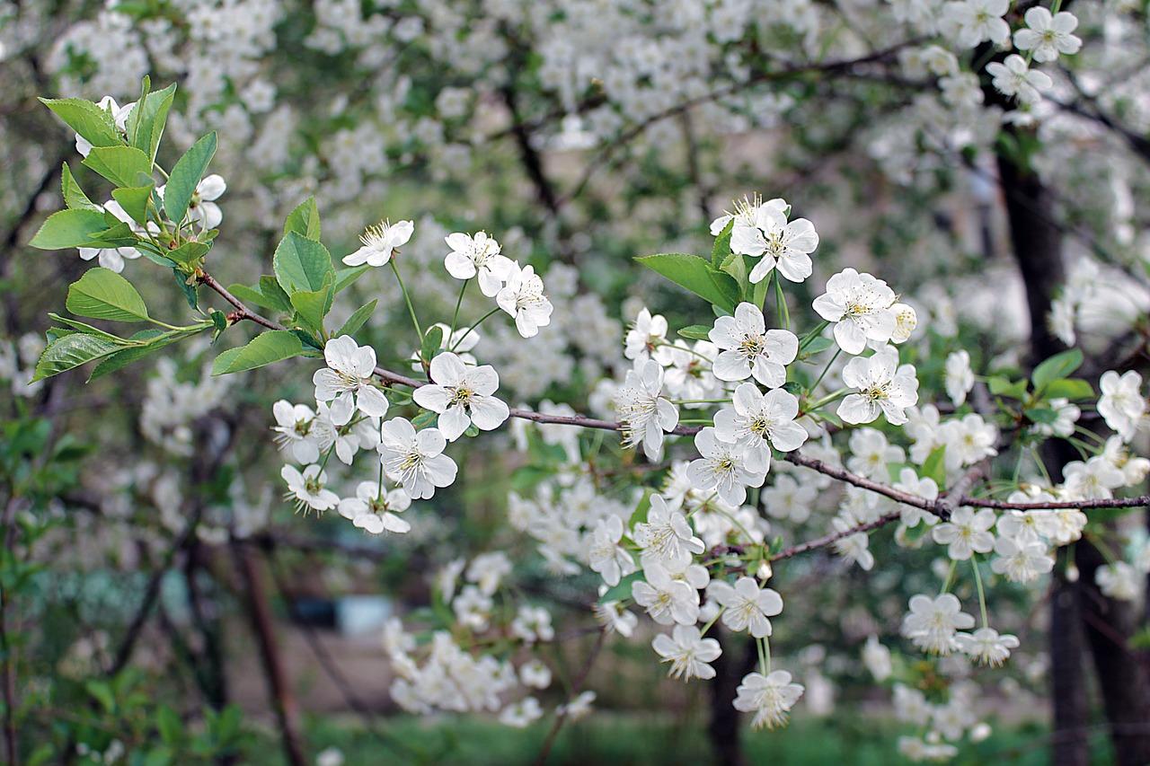 紫藤老根如何扦插