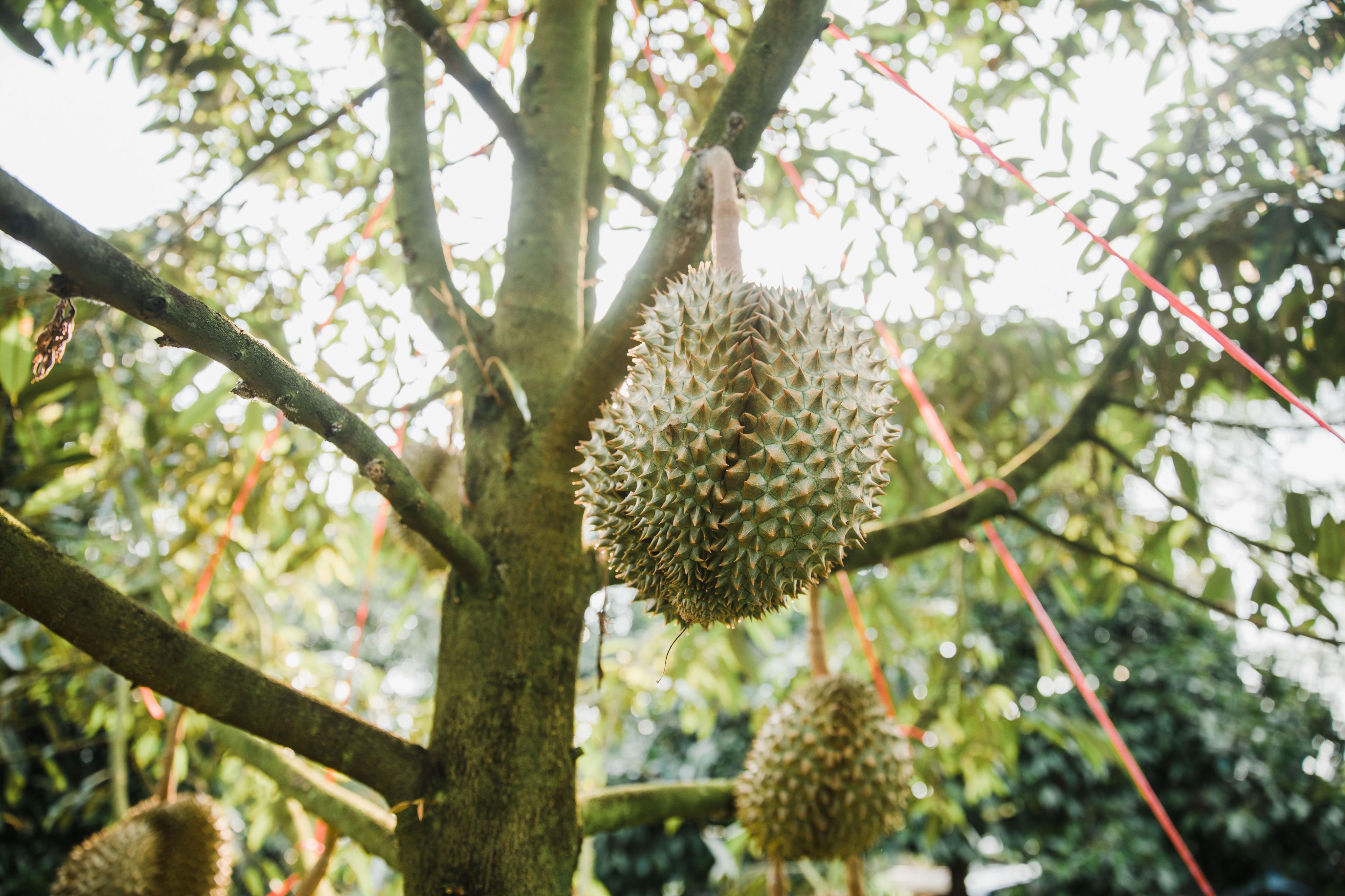 泰国几月份的榴莲最好吃