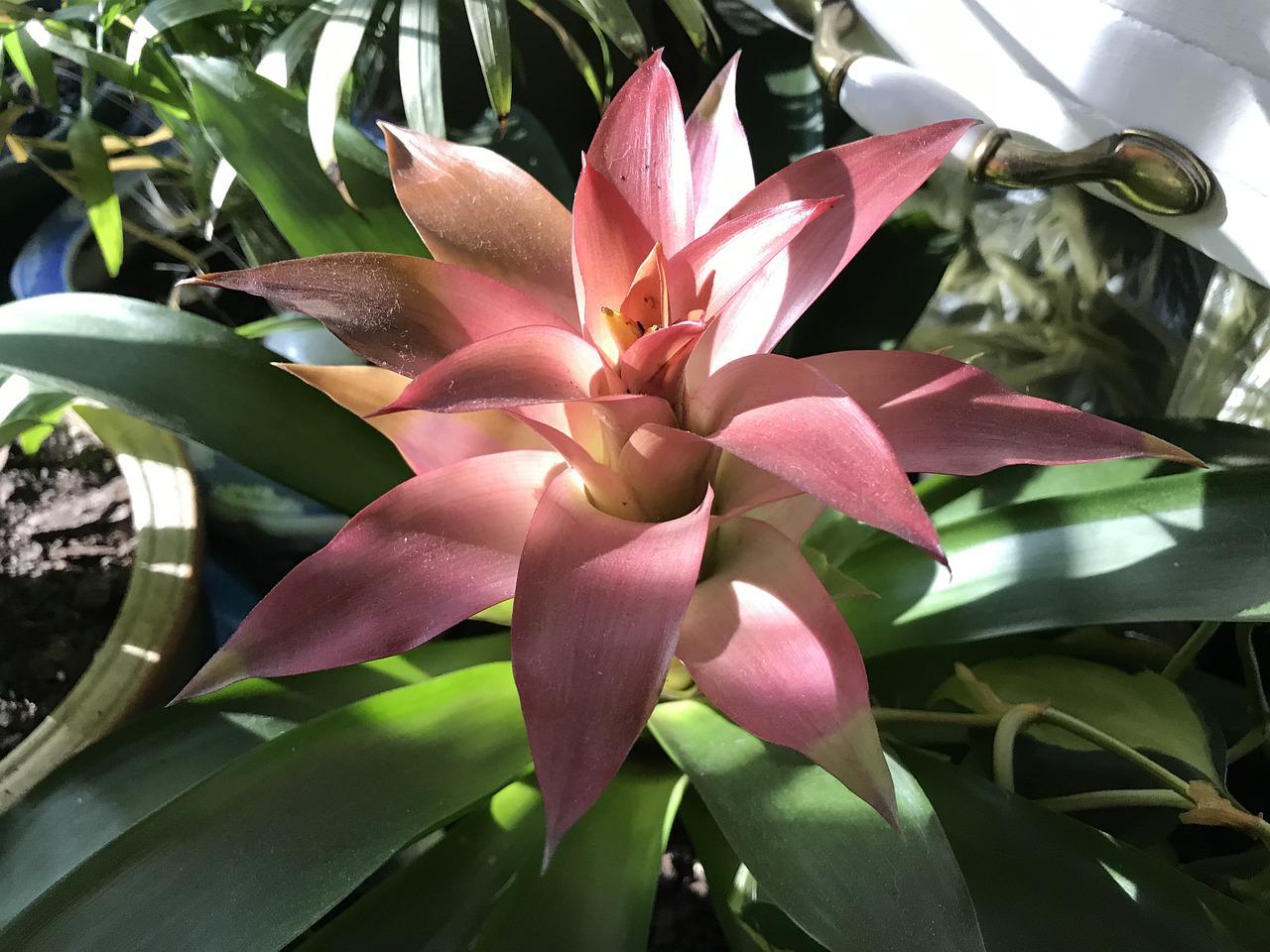 3. 凤尾竹虫害防治