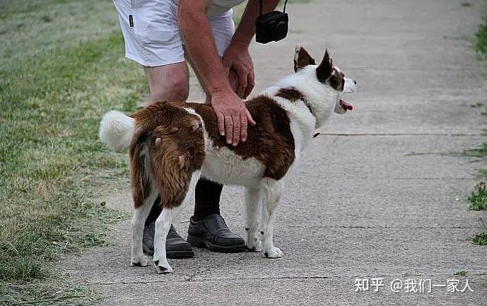 路上看见狗时的5种人，太真实了，你是哪一种？ - 知乎