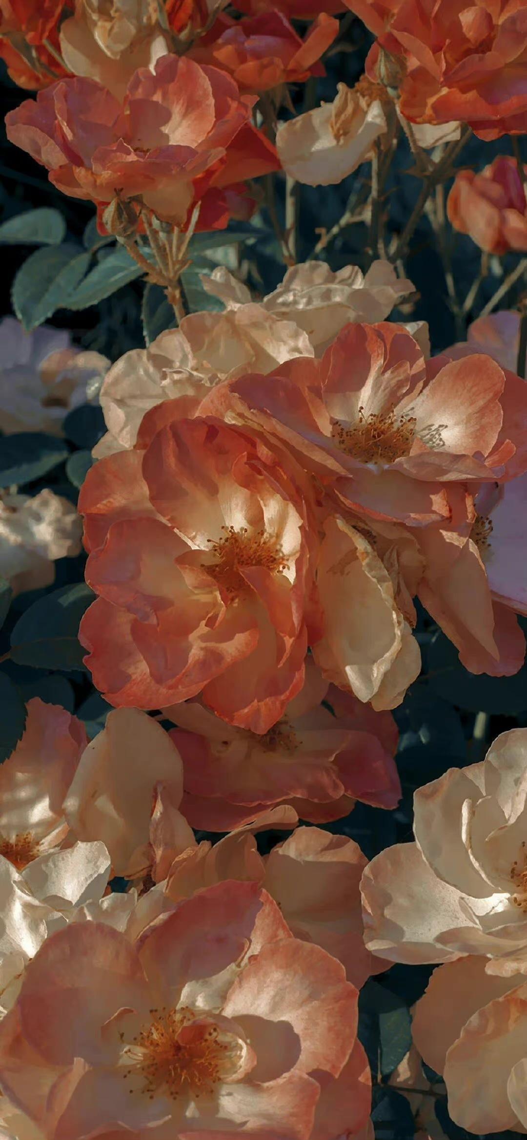 有没有这样关于玫瑰花的微信背景图或者有意境的文字背景图? - 知乎