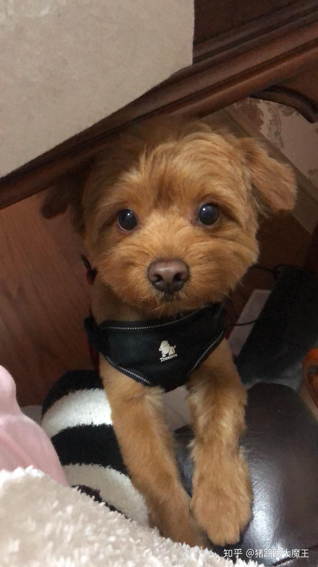 买了一只博美和泰迪的串 感觉被骗了? - 知乎