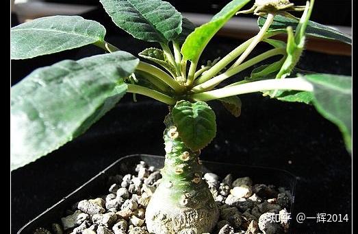 XX523 特選 多肉植物 塊根植物 lachenalia trichophylla 10株同梱