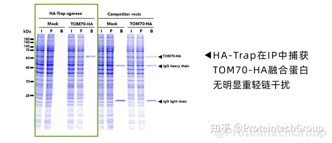 为什么IP/Co-IP结果中有明显杂带?这份自查指南请收好 - 知乎