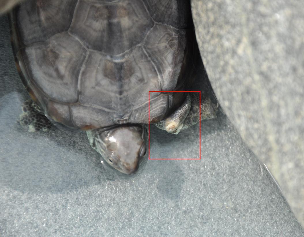 乌龟腐皮腐甲治疗调理? - 知乎