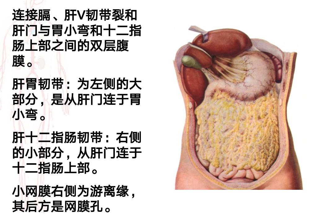 胃脾韧带图片