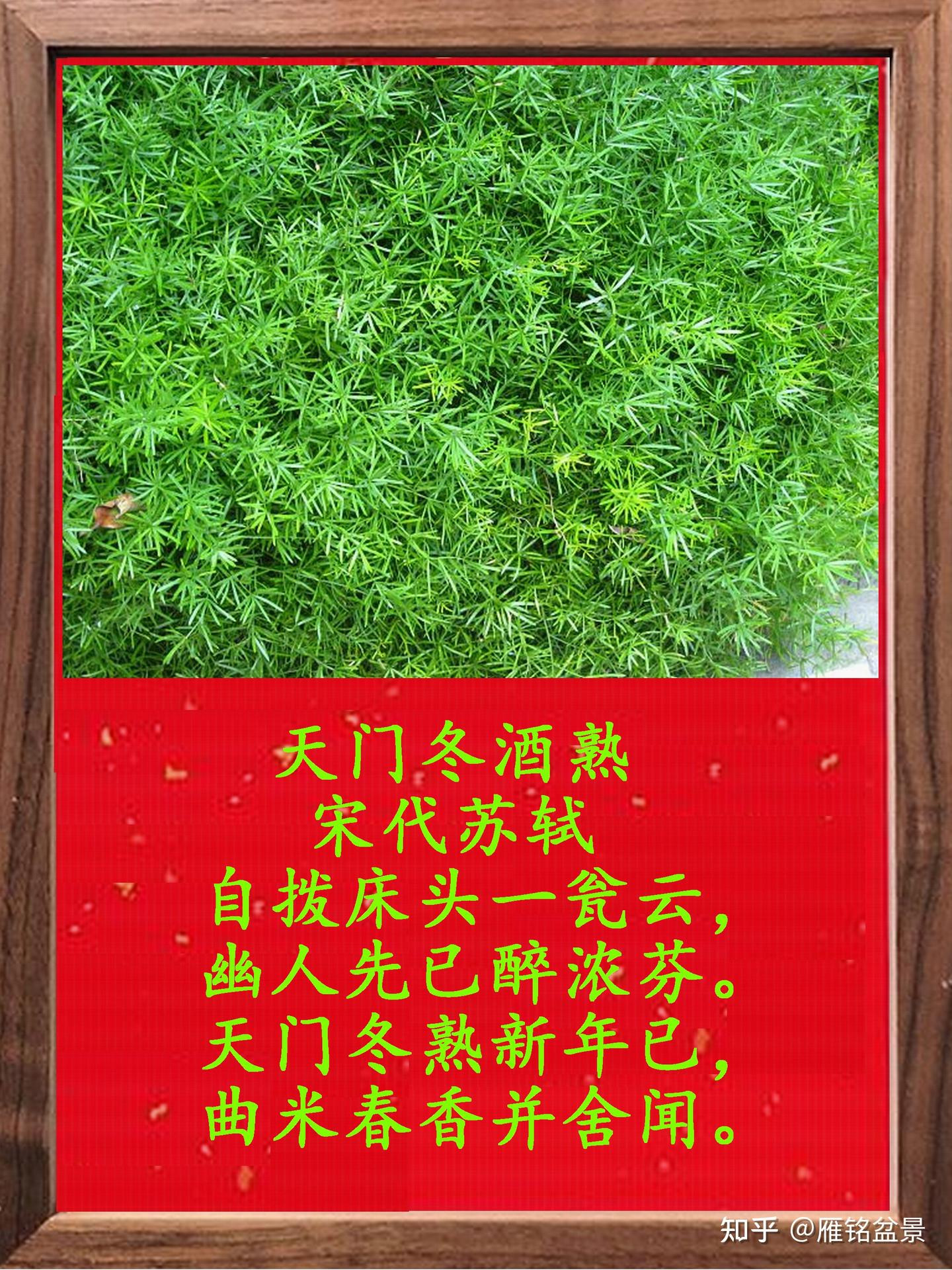 天门冬养植要领 - 知乎