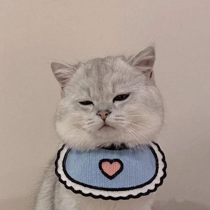 有没有小猫咪看书或者学习的头像