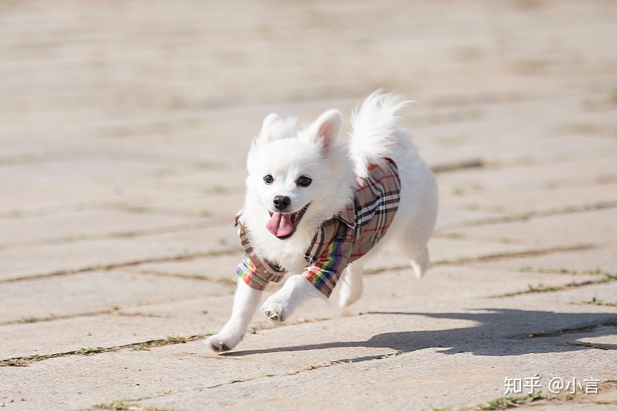 银狐犬壁纸图片