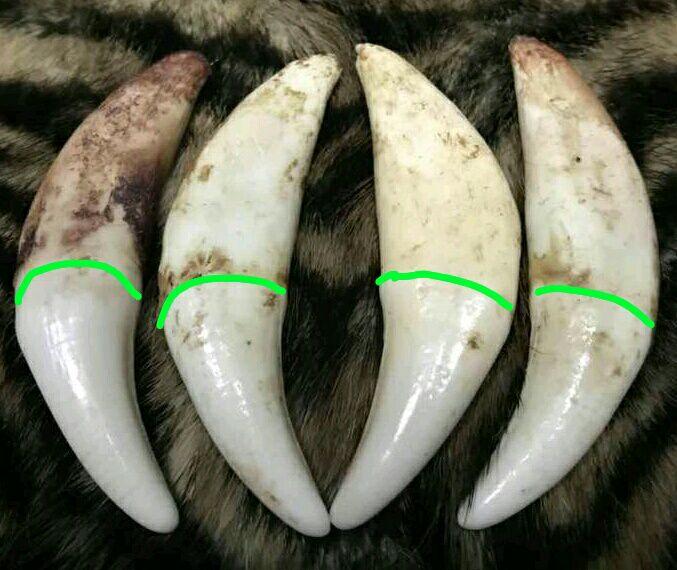 如何区分狼牙和狗牙与其他兽牙 - 知乎