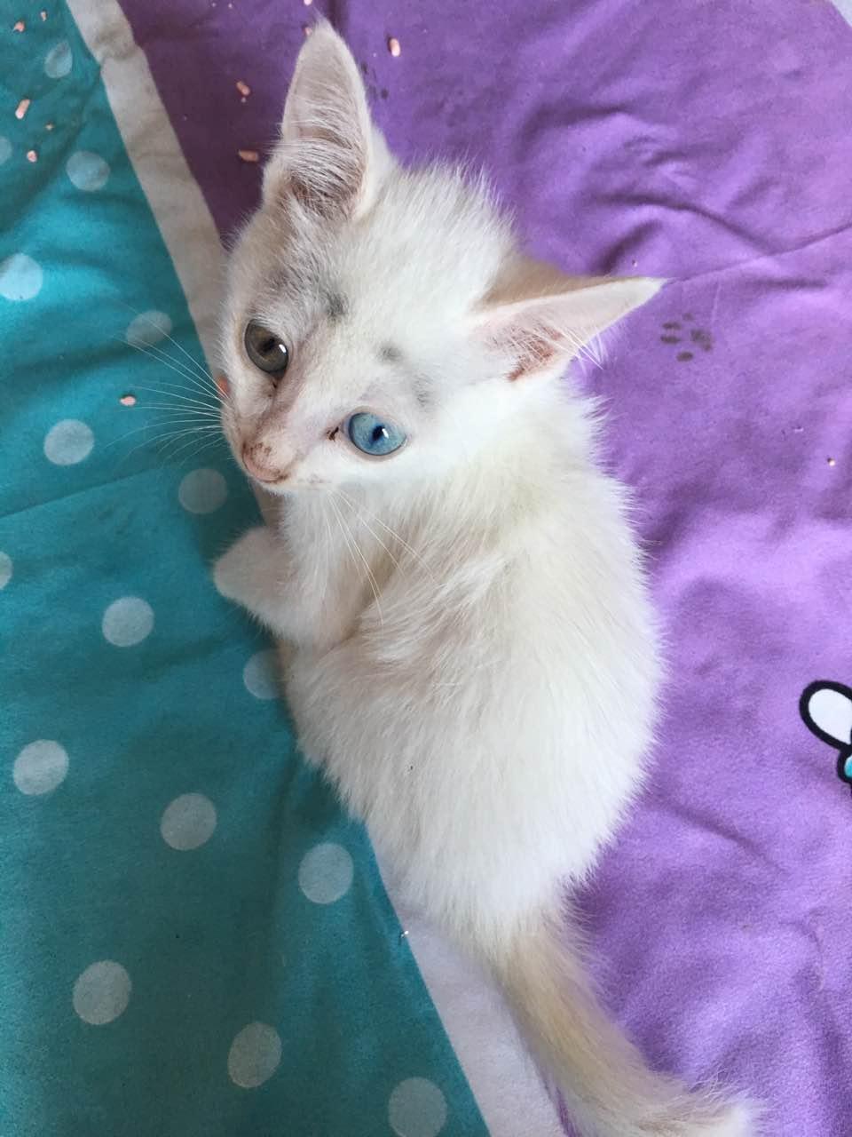 为什么白猫都是阴阳眼
