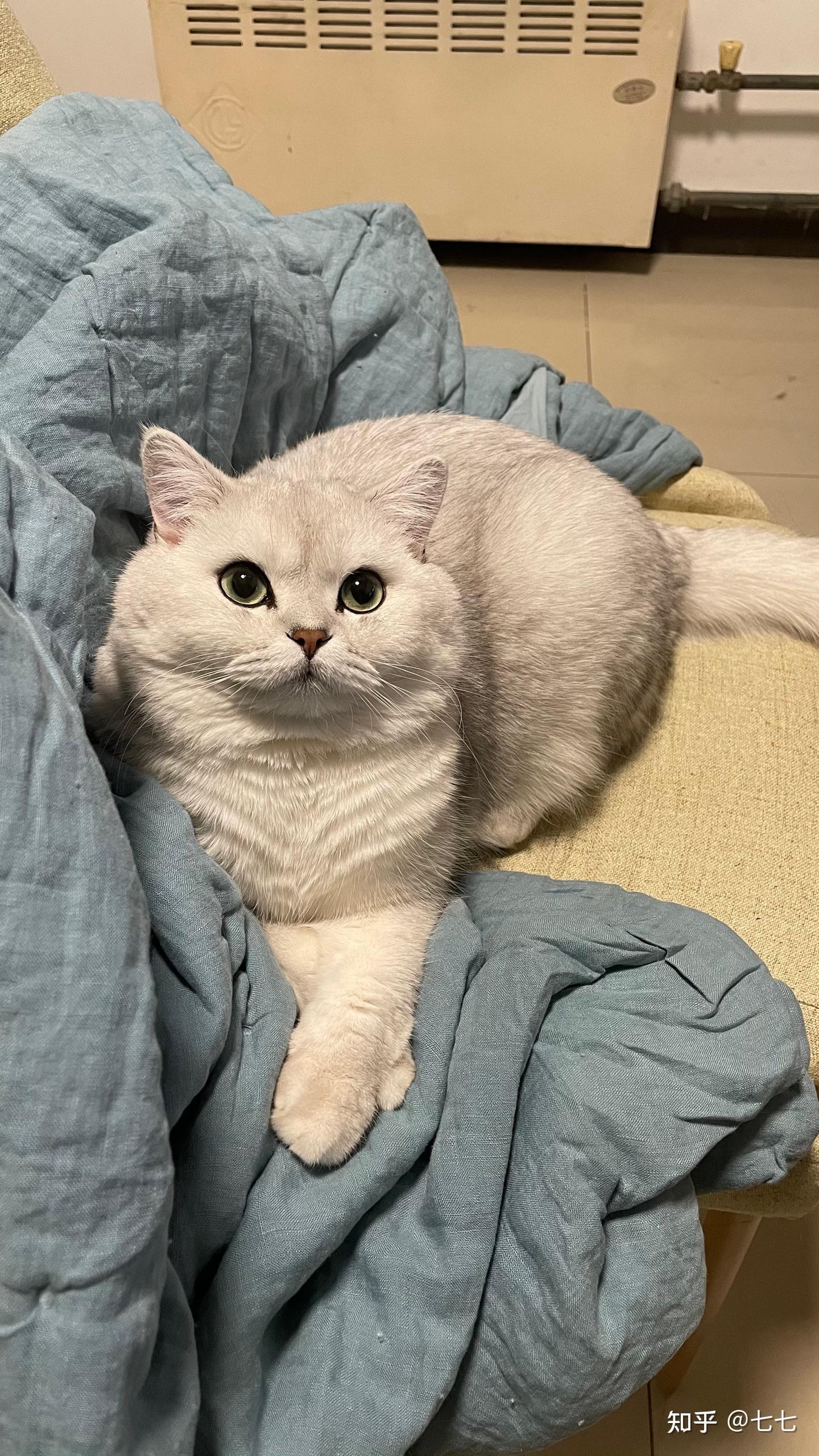 英短银渐层什么样才算好品相