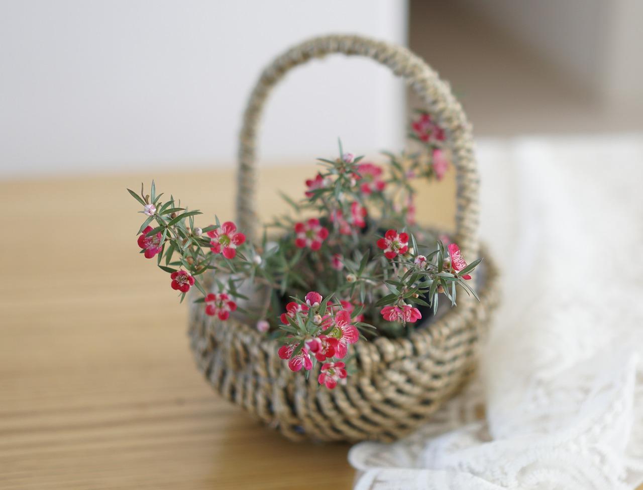 3. 多肉植物草盆