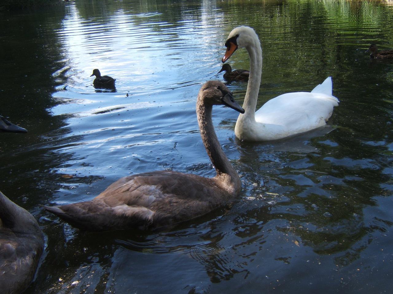 4. 天鹅湖规模详述
