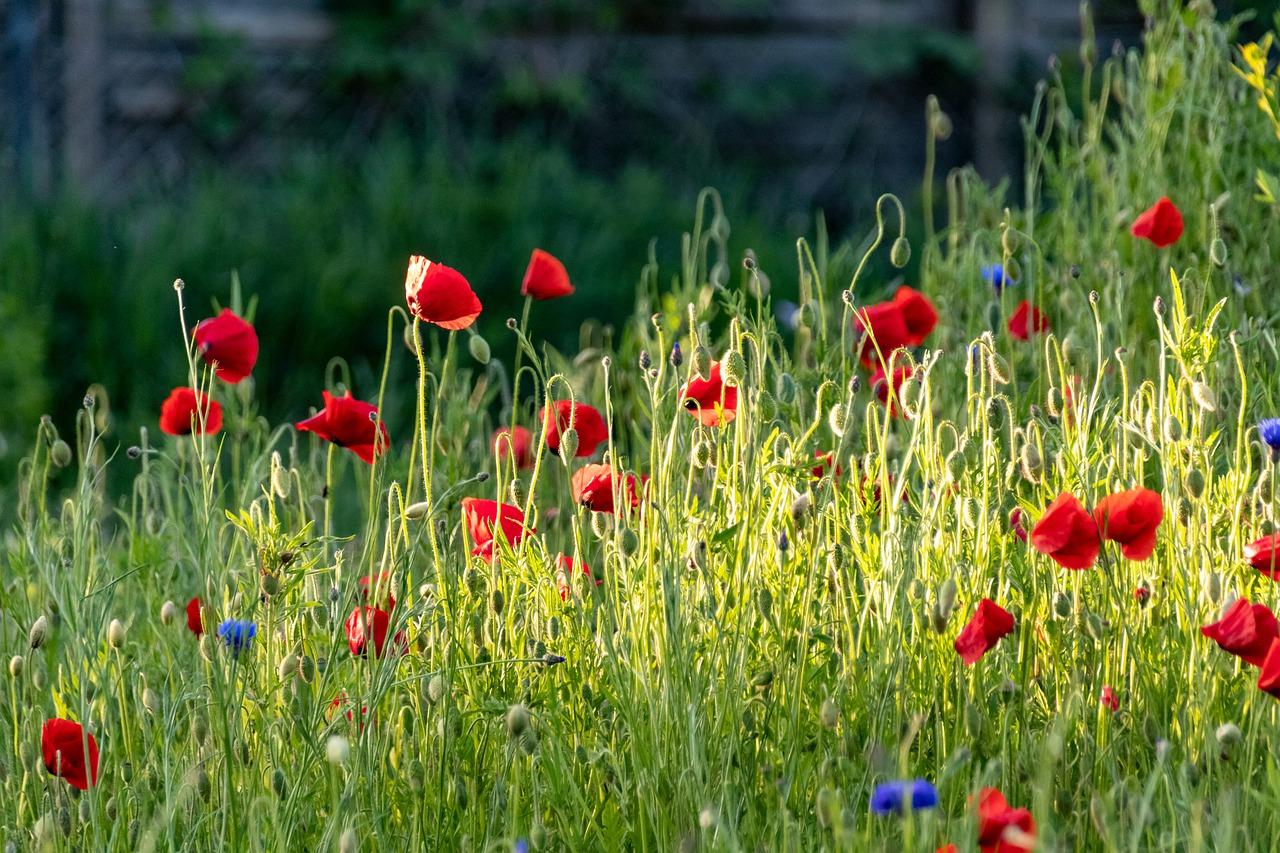 观赏植物芋有多少品种