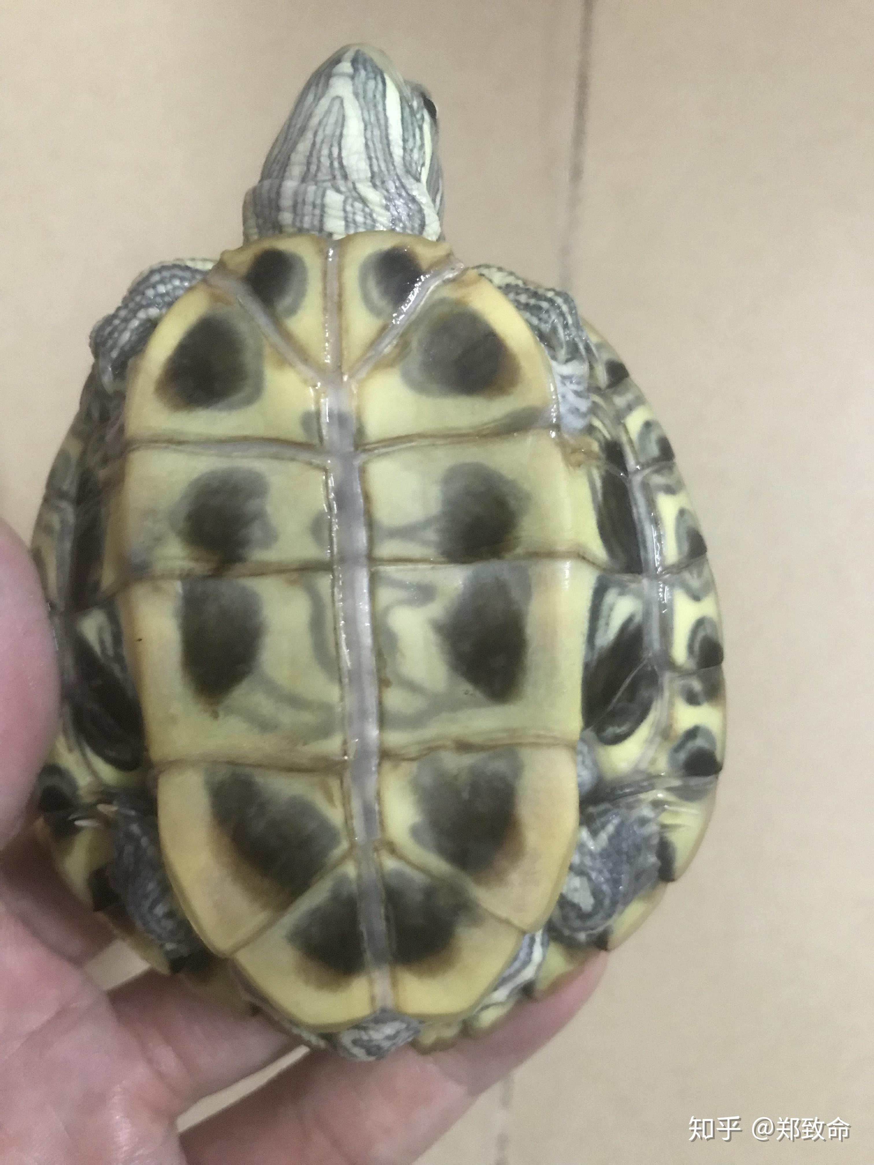 龟脱壳是把整个龟壳脱了再生吗