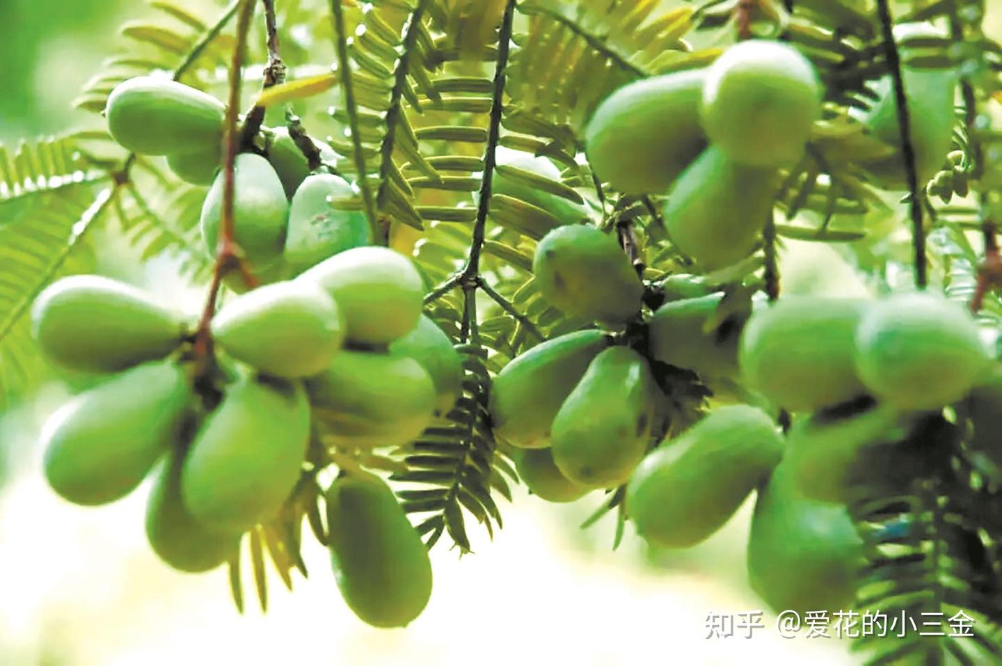 坚果植物（十三）：坚果中的爱马仕——榧子 - 知乎