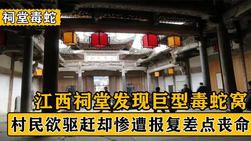 江西祠堂发现巨型蛇窝村民驱赶却惨遭报复蛇群为何守护祠堂