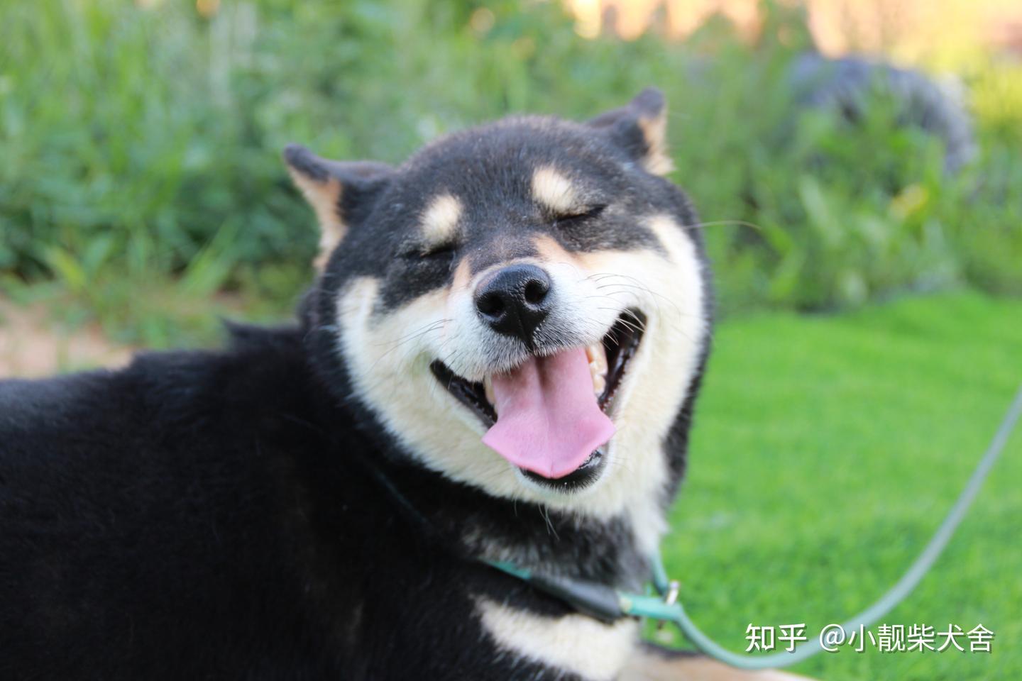 柴犬多少钱一只？各地区柴犬价格分析- 知乎