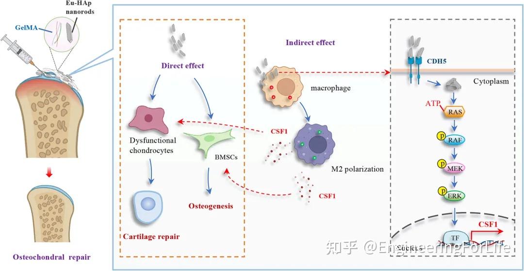 《CEJ》：如何利用具有免疫调节作用的铕掺杂羟基磷灰石纳米棒实现软骨修复？ - 知乎