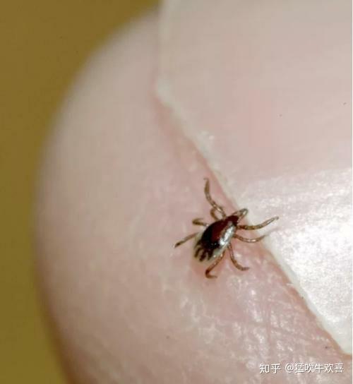 这是蜱虫幼虫吗